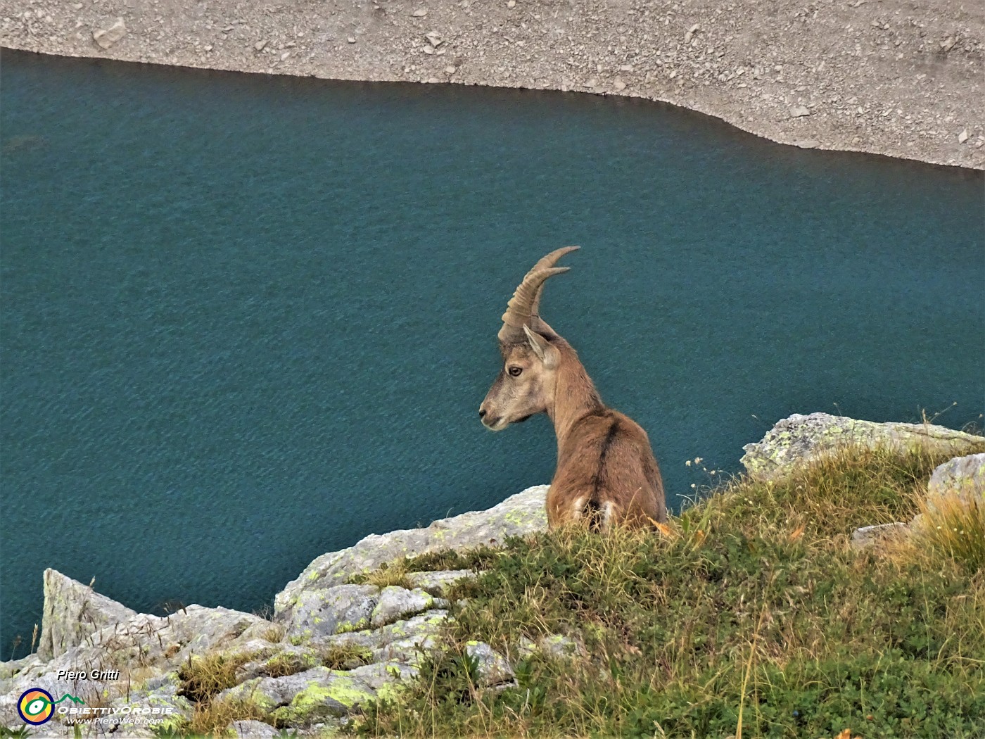 69 Stambecco sui dirupi sovrastanti il Lago del Diavolo.JPG